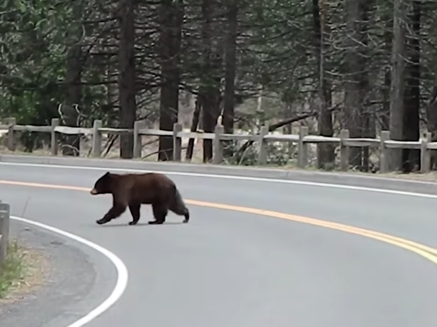 A bear crosses an empty, unused road in Yosemite National Park as wildlife begin to venture into more open spaces in the absence of humans: Yosemite National Park