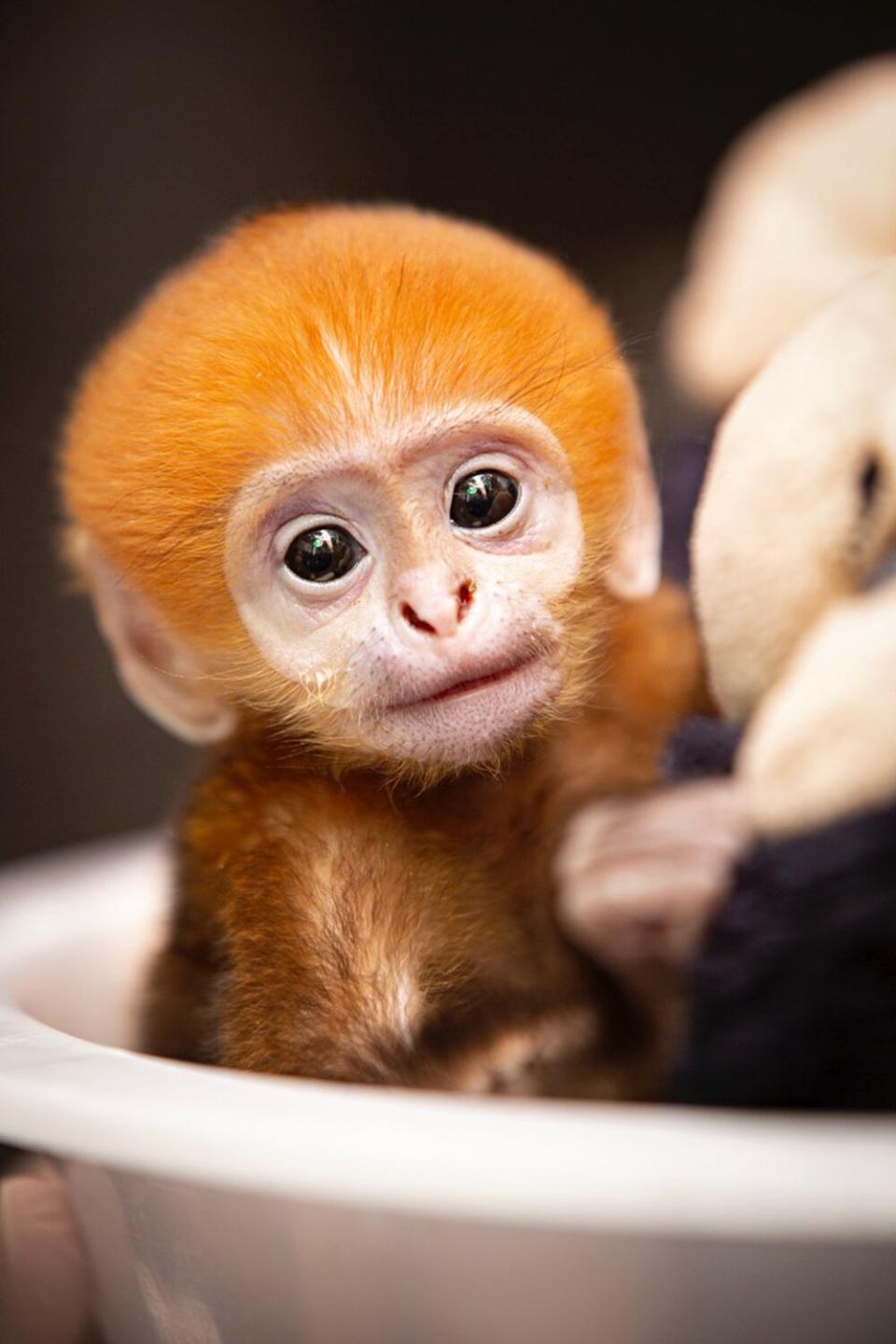 First baby Francois’ langur ever born at the Saint Louis Zoo
