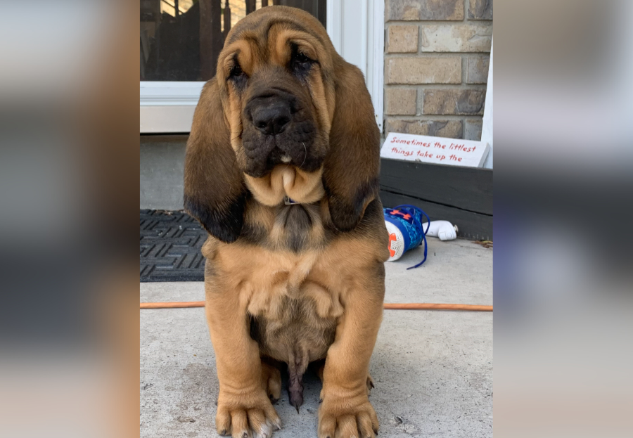 An undated photo of Salt Lake City Police K9 Bruce as a puppy (Salt Lake City Police photo)