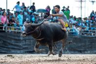 The race is the highlight of the annual week-long buffalo festival now into its 147th year