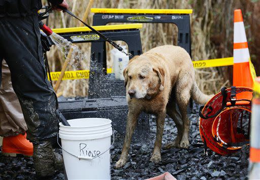 Rescue dog Nexus, muddy from working onsite, is decontaminated via hose after leaving the west side of the mudslide on Highway 530 near mile marker 37 on Sunday, March 30, 2014, in Arlington, Wash. Periods of rain and wind have hampered efforts the past two days, with some rain showers continuing today. (AP Photo/Rick Wilking, Pool)