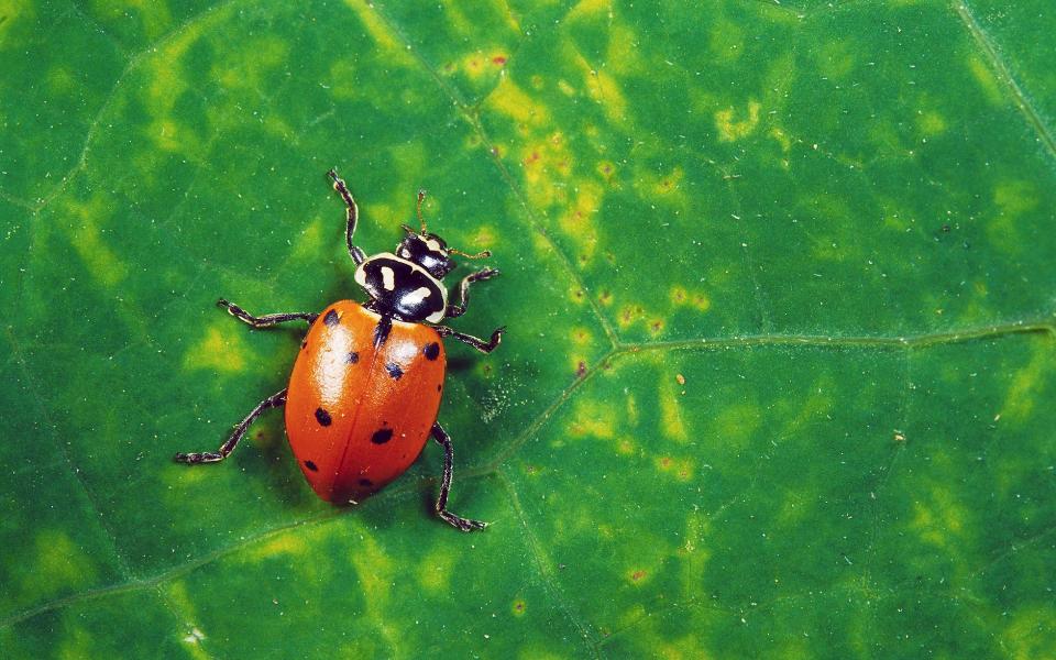 Helen Yemm on how to get rid of destructive ladybirds and overgrown nettles