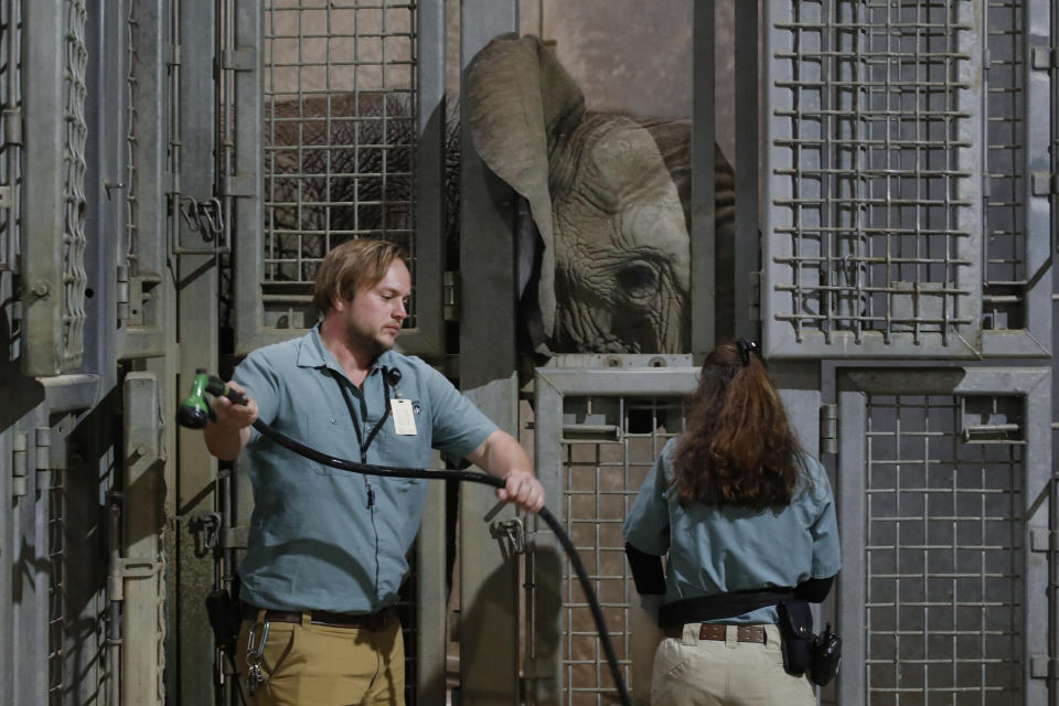 Zookeepers Royce Beneke, left, and Sara Rogers are shown during a training session for Amahle, one of three elephants at the Fresno Chaffee Zoo in Fresno, Calif., Jan. 19, 2023. A community in the heart of California's farm belt has been drawn into a growing global debate over whether elephants should be in zoos. In recent years, some larger zoos have phased out elephant exhibits, but the Fresno Chaffee Zoo has gone in another direction, updating its Africa exhibit and collaborating with the Association of Zoos and Aquariums on breeding. (AP Photo/Gary Kazanjian)