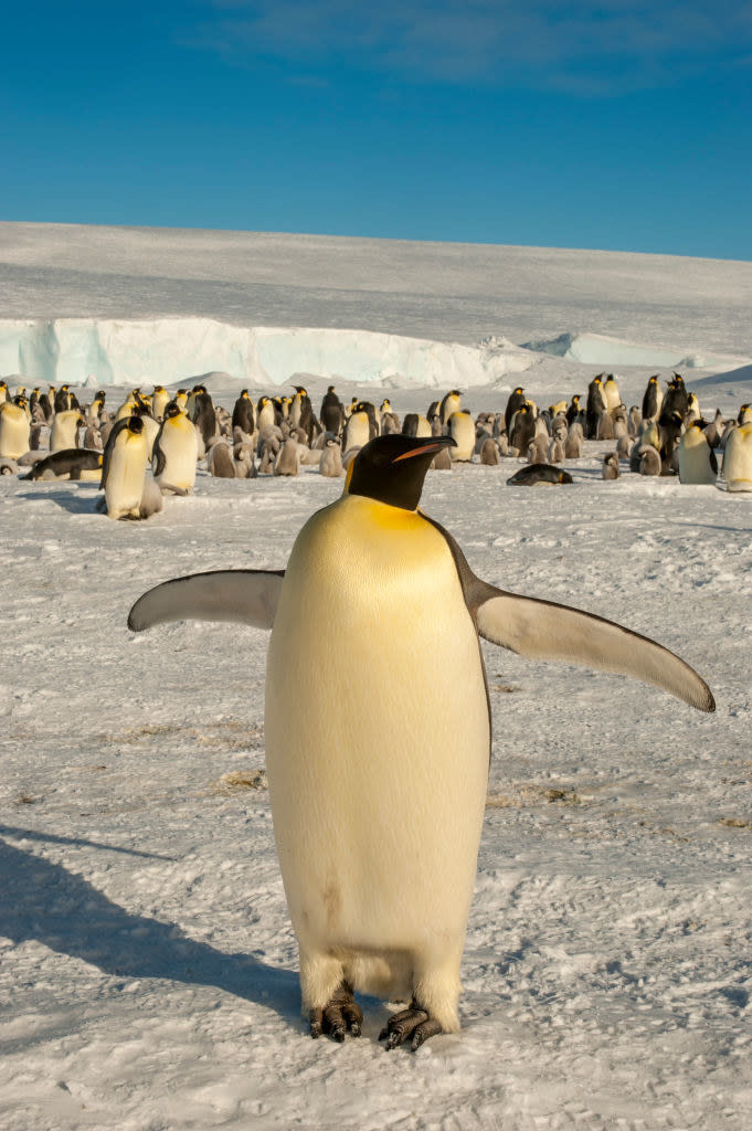 Penguins