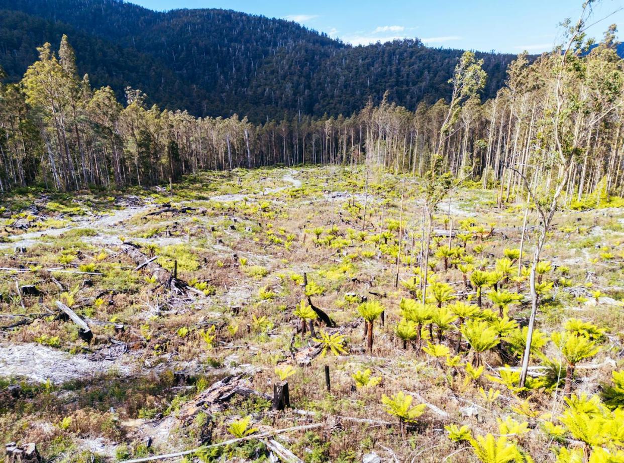 <a href="https://www.shutterstock.com/image-photo/styx-valley-australia-february-20-forestry-2432359903" rel="nofollow noopener" target="_blank" data-ylk="slk:FiledIMAGE/Shutterstock;elm:context_link;itc:0;sec:content-canvas" class="link ">FiledIMAGE/Shutterstock</a>