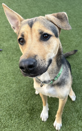 Bruschetta is a Shepherd mix at Greenhill Humane Society.