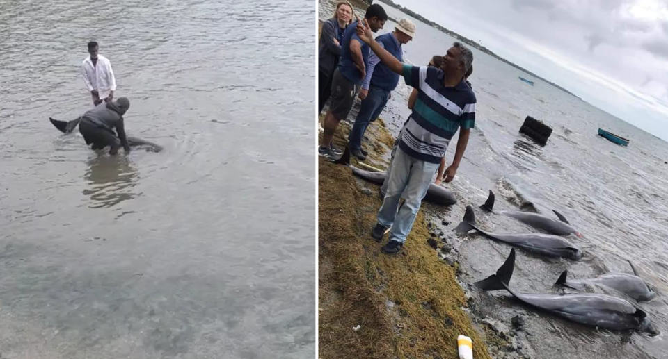 Left - Two people in the water with a dead or dying dolphin. Right - At least four dead dolphins in the water and a small group of people looking at them. 