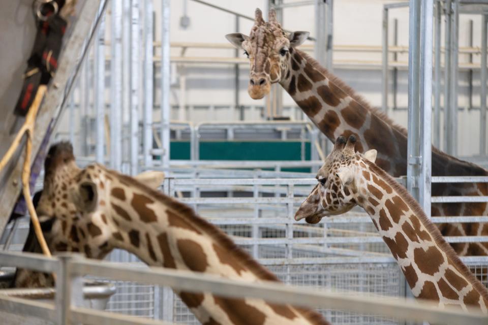 Topeka Zoo's three giraffes, from left, Hope, Liz and Sarge, are seen in the new Giraffe & Friends exhibit Friday morning.
