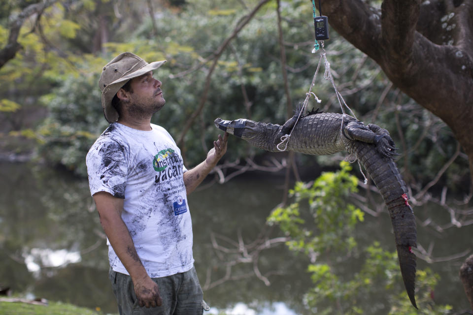 In this Oct. 14, 2013 photo, ecology professor Ricardo Freitas weighs a broad-snouted caiman before releasing it back in the water channel in the affluent Recreio dos Bandeirantes suburb of Rio de Janeiro, Brazil. While local caimans average about 1.5 meters (4.9 feet) long and weigh about 10 kilograms (22 pounds), older males can be up to twice as long and much heavier. Still, Freitas has been known to dive into the water to catch some with his bare hands. (AP Photo/Felipe Dana)