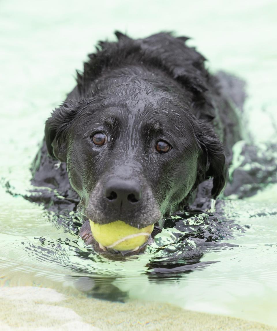 Pyra, the Greentown Fire Department's K9, enjoys the water at Clearwater Park in Lake Township. Pyra was out for dog swim day with his owner Marc Jackson, captain of fire investigations.