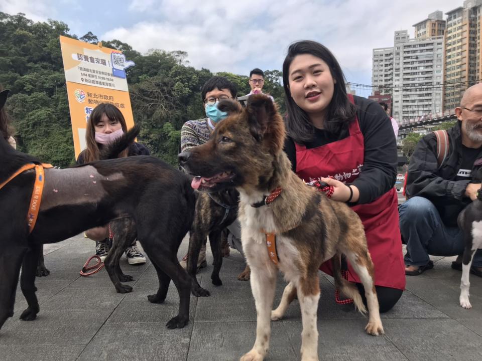 動保處特別挑選親人犬隻，讓民眾可以體驗牽狗互動。   圖：新北市動保處提供