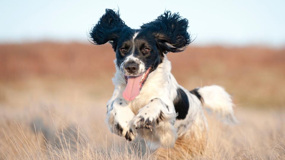 Looking for a fun-loving pooch to add to the family? These playful dog breeds are full of energy