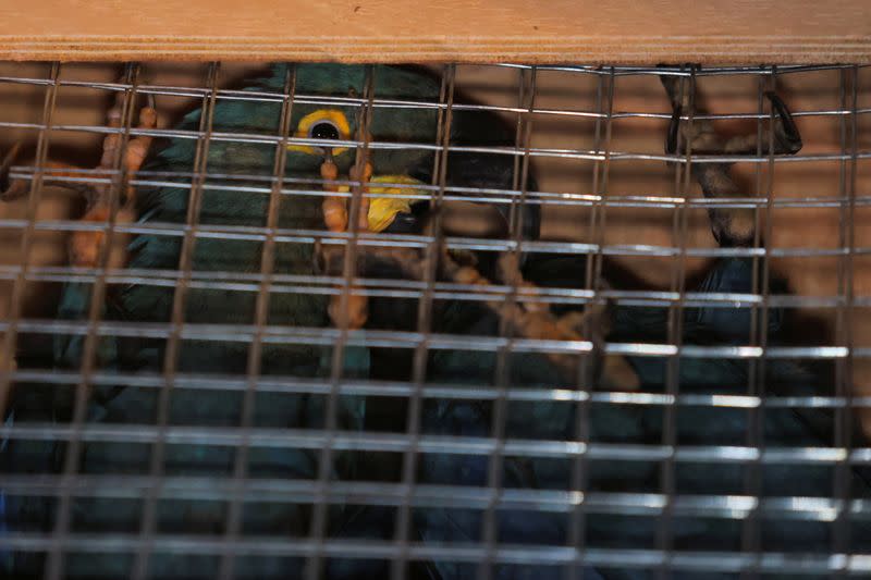 Brazil repatriate stolen Lear's macaws