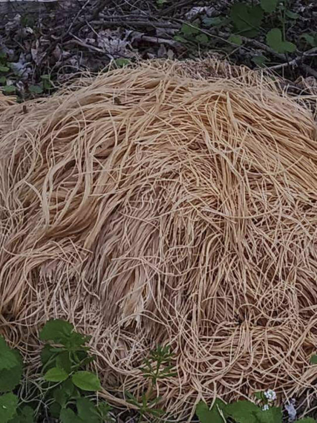 This photo provided by Nina Jochnowitz shows hundreds of pounds of pasta that was dumped near a stream in Old Bridge, N.J., on Friday, April 28, 2023. Old Bridge Mayor Owen Henry said Friday, May 5, that the spaghetti, noodles and macaroni was cleaned up last week by public works crews, shortly after officials learned about the oodles of noodles that quickly drew national attention when photos of the pasta were posted on social media. (Nina Jochnowitz via AP)