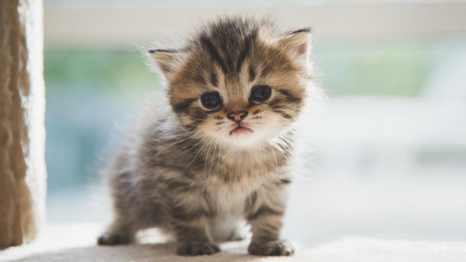 cute kitten