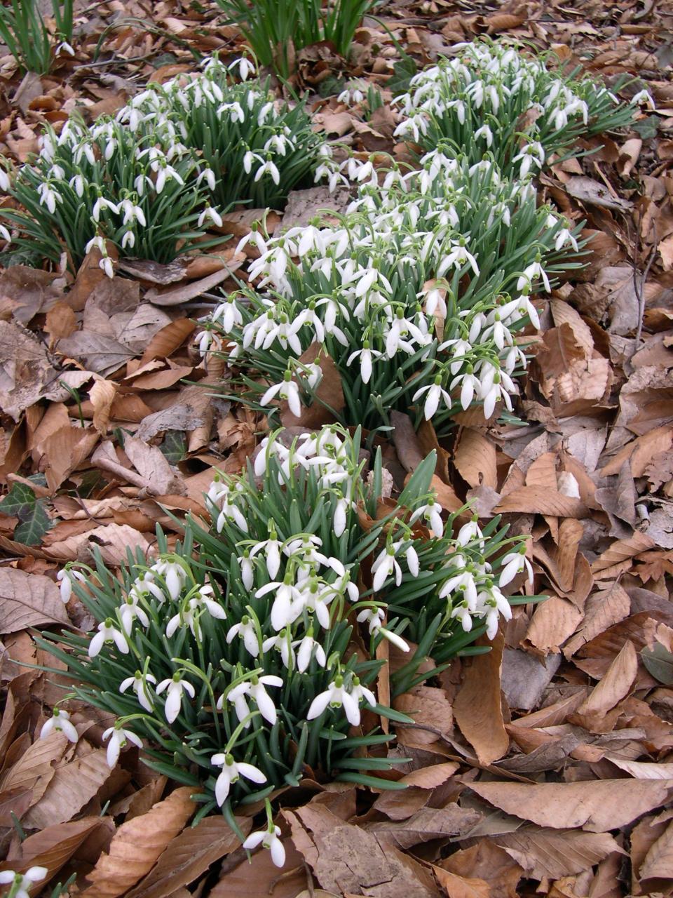 Snow Drops (Galanthus nivalis) start off the spring bulb season with cheerful white blooms in early March and they are rarely bothered by browsing animals.