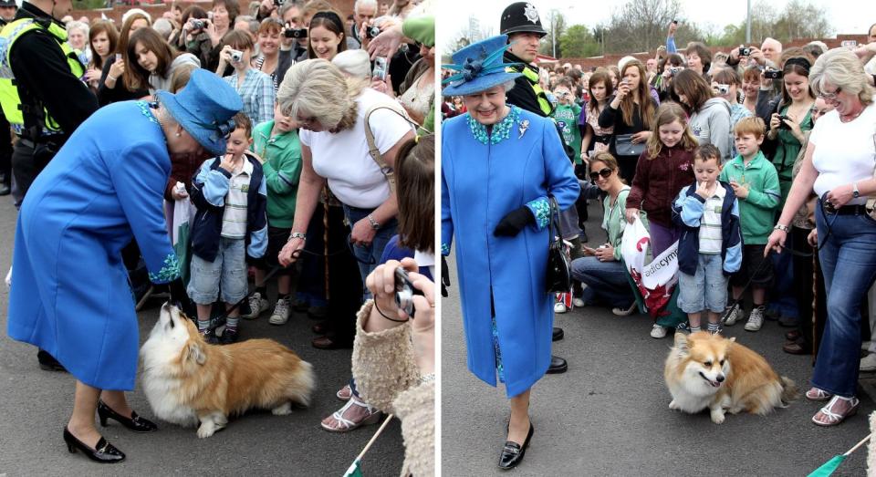 The Queen was delighted to play with a well wisher&#39;s corgi in Welshpool, 2010. (Getty Images)