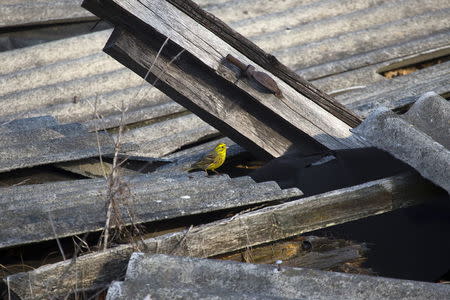 A yellowhammer is seen on the remains of a house at the 30 km (19 miles) exclusion zone around the Chernobyl nuclear reactor in the abandoned village of Orevichi, Belarus, March 12, 2016. REUTERS/Vasily Fedosenko