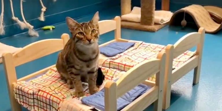 IKEA Proves It's the Sweetest by Donating Doll Beds to a Cat Shelter