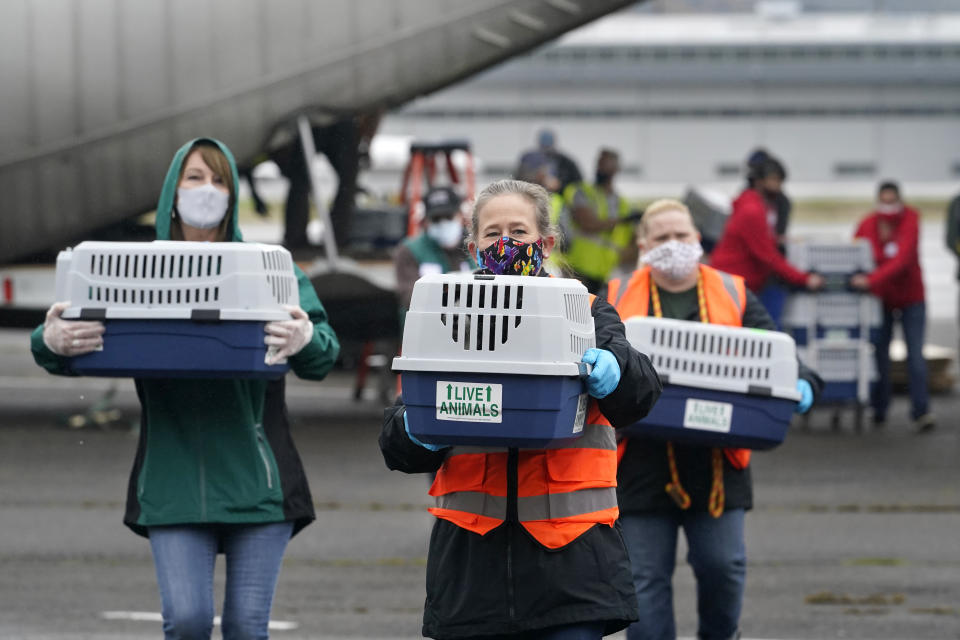 Volunteers carry animals in kennels across the tarmac after the landing of a "Paws Across the Pacific" pet rescue flight Thursday, Oct. 29, 2020, in Seattle. Volunteer organizations flew more than 600 dogs and cats from shelters across Hawaii to the U.S. mainland, calling it the largest pet rescue ever. The animals are being taken from overcrowded facilities in the islands to shelters in Washington state, Oregon, Idaho, and Montana. (AP Photo/Elaine Thompson)