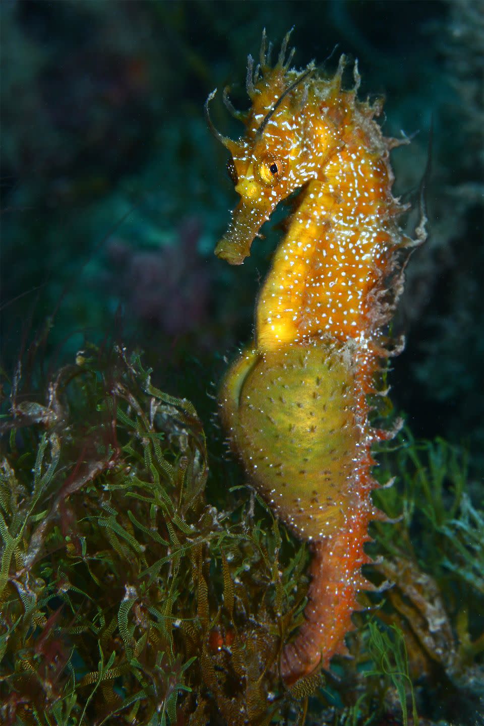 <p>You read that right. Male seahorses have pouches on their stomachs for carrying babies—as many as 2,000 at a time. The female deposits her eggs in the male's pouch, which results in him carrying a pregnancy that lasts from 10 to 25 days (depending on the species), and ultimately giving birth.</p>