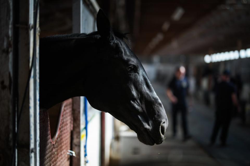 A horse named Laurel stands in a stall as members of the RCMP Musical Ride prepare for weekend performances at the Cloverdale Fairgrounds, in Surrey, B.C., on Friday, June 23, 2023.