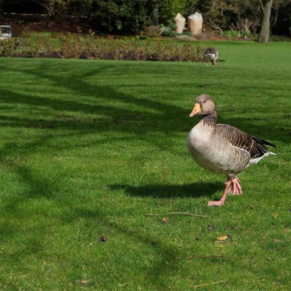 Flowers Blooming in Buckingham Palace Gardens: Photos