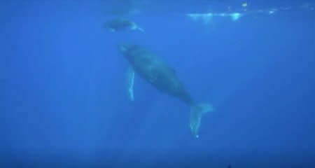 Humpback whale with her calf is seen under water near the French Indian Ocean island of La Reunion, October 17, 2018 in this still image taken from a video. Reuters TV via REUTERS