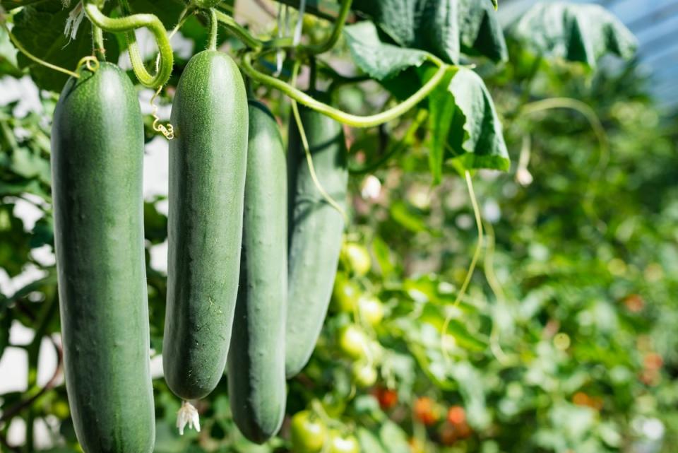 Large cucumbers hanging from vine in garden.