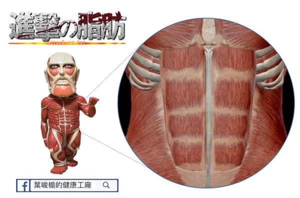 進擊的脂肪！小心中樞型肥胖會「傷心」