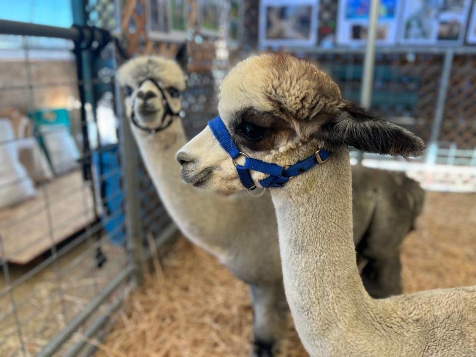 Alpacas are at the 4-H petting zoo at the Stanislaus County Fair.