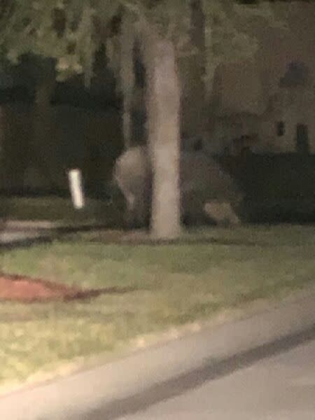 A Palm Bay resident shot this nighttime photo of the 'massive' hog standing behind a tree.