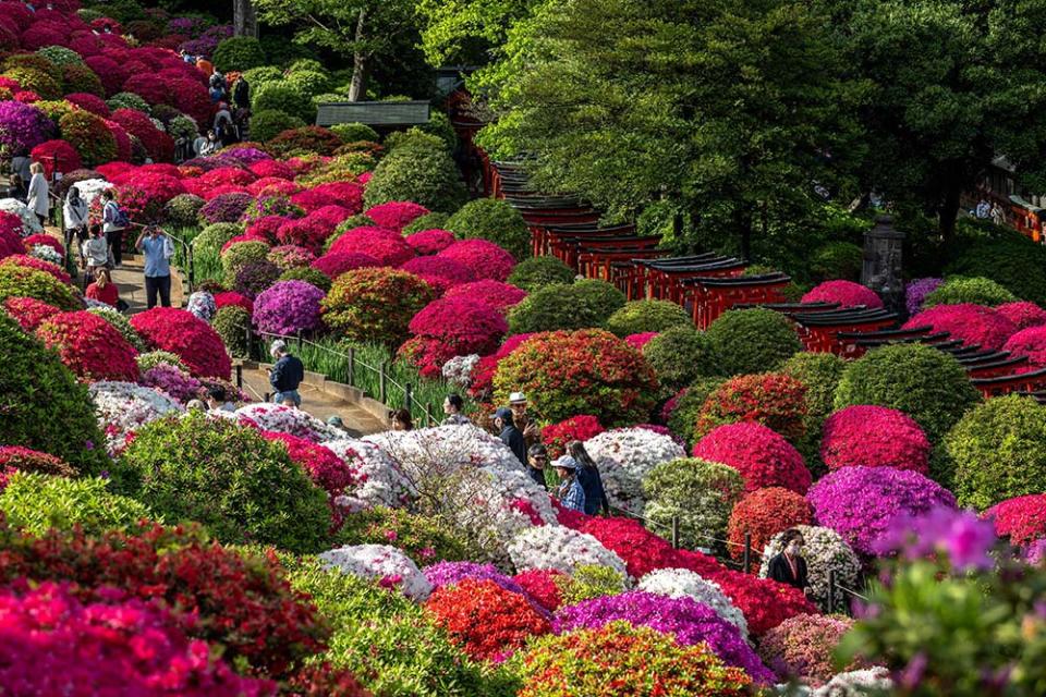 根津神社（Photo by PHILIP FONG/AFP, Image Source : Getty Editorial）