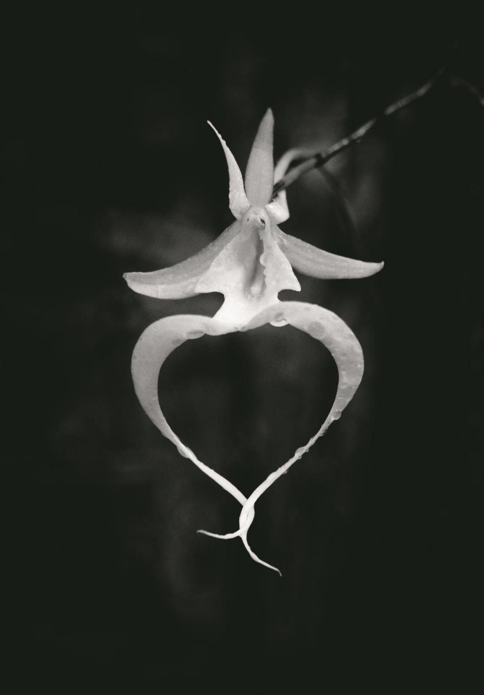 The ghost orchid, a rare plant native to the swamps of South Florida.