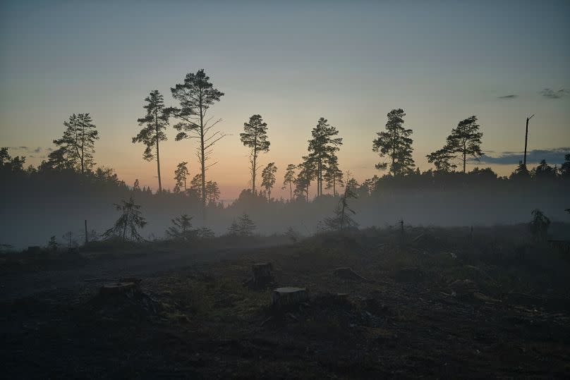 Deforestation in action in Harju County, Estonia  (Bild: Maksim Shutov via Unsplash)