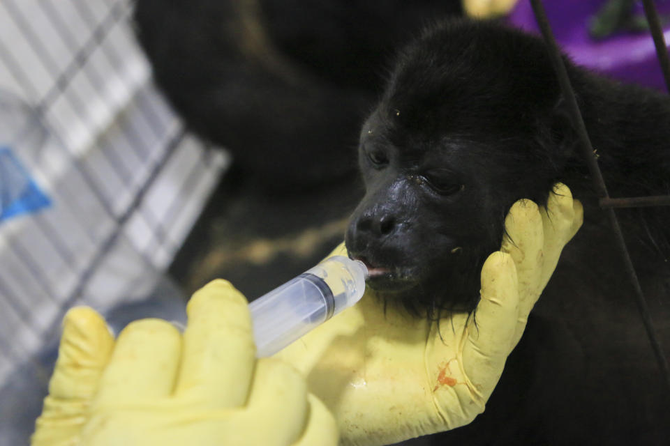 A veterinarian feeds a young howler monkey rescued amid extremely high temperatures in Tecolutilla, Tabasco state, Mexico, Tuesday, May 21, 2024. Dozens of howler monkeys were found dead in the Gulf coast state while others were rescued by residents who rushed them to a local veterinarian. (AP Photo/Luis Sanchez)