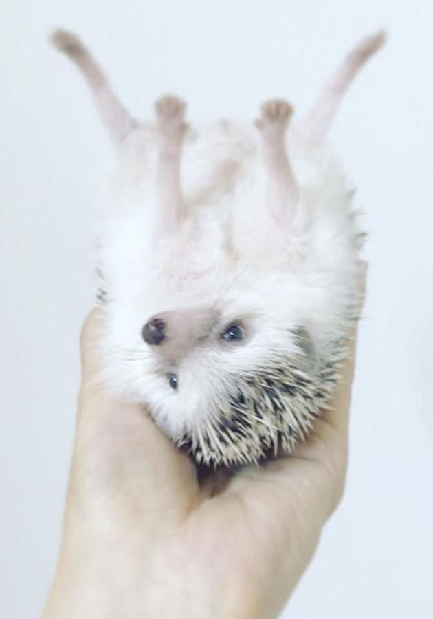 He's the most popular hedgehog on Instagram. Photo: Instagram/hedgehog_azuki