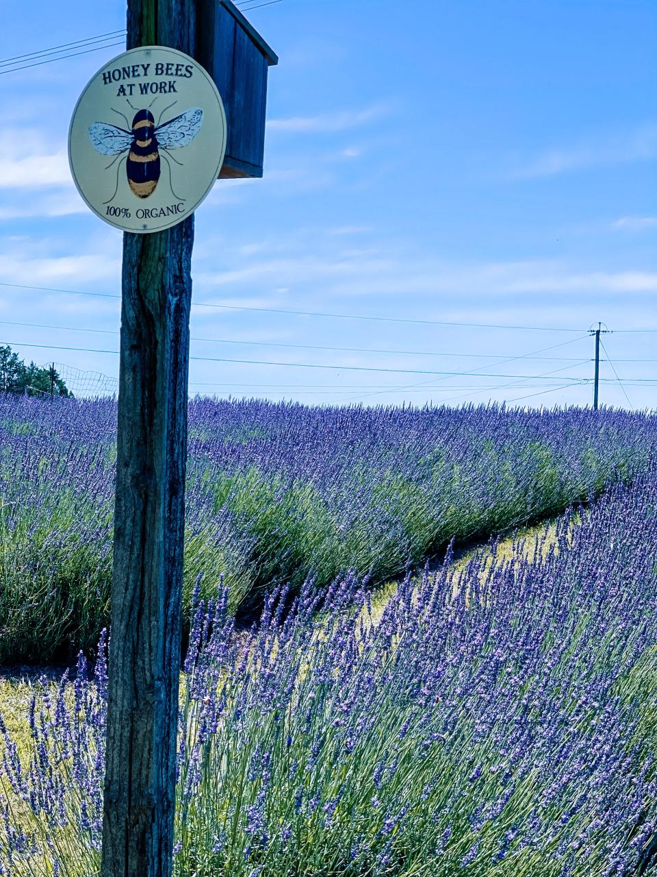 This week the bees have been buzzing around the MGM Lavender Farm and the Mathews use the honey in some of their products. Halls, June 20, 2022.