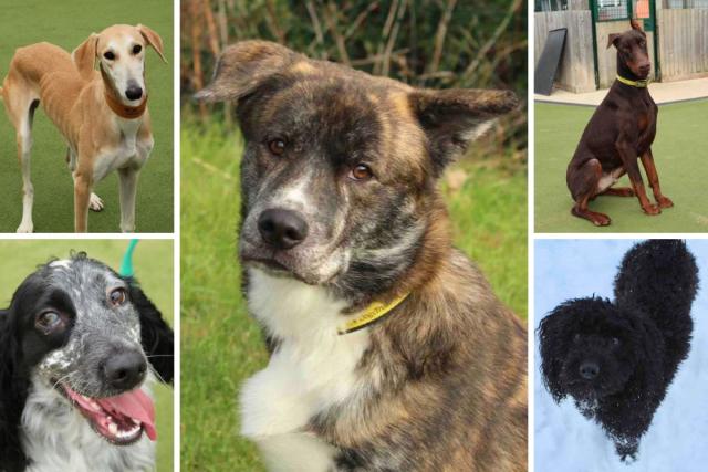 These 5 puppies need new homes <i>(Image: Dogs Trust)</i>