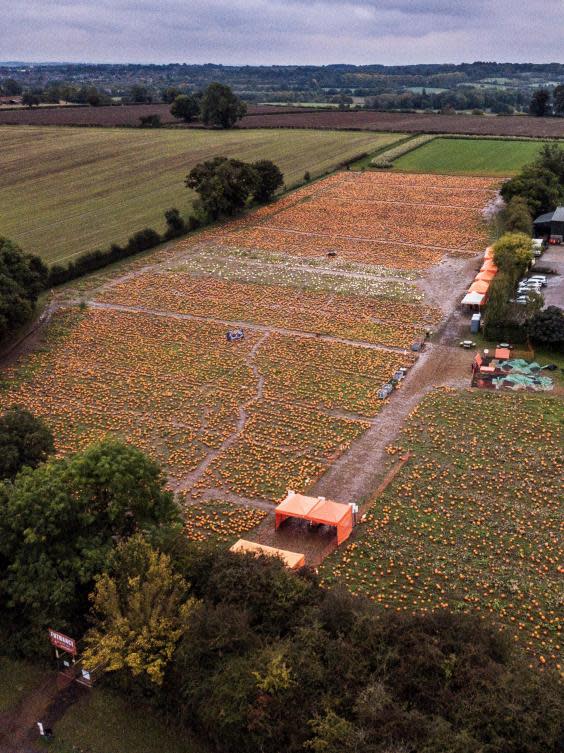 Another shot captured by the drone above the pumpkin farm in Nottinghamshire (SWNS)