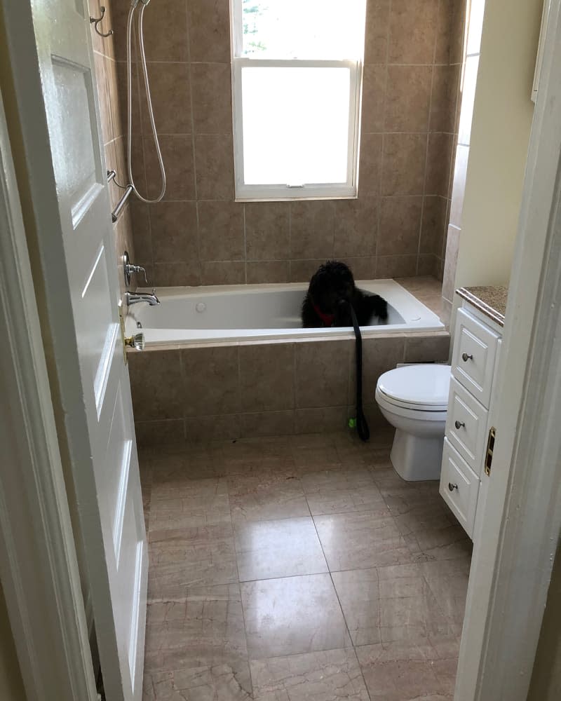 Before bathroom with dog in tub