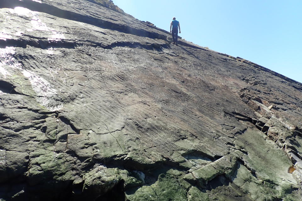 Ripple marks on the floor of the ancient fossil forest 