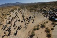 The Bundy family and their supporters drive their cattle back onto public land outside of Bunkerville, Nev. after they were released by the Bureau of Land Managemet on April 12, 2014. (AP Photo/Las Vegas Review-Journal, Jason Bean)