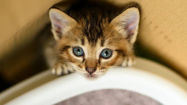 Kitten looking up with sad expression