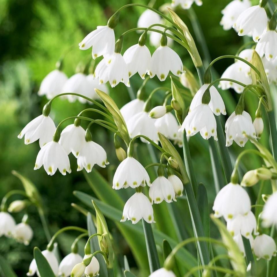 Votaniki Gravetye Giant Leucojum Bulbs - Perennial Leucojum Aestivum (summer Snowflake) | Bell Shaped White Flowers - Easy to Grow (5 Pack)