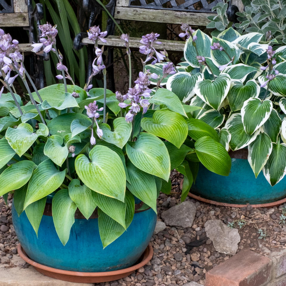 Hosta plants in pots