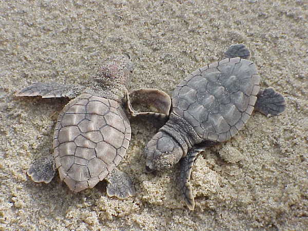 Loggerhead sea turtle hatchlings at the Back Bay National Wildlife Refuge in Virginia.