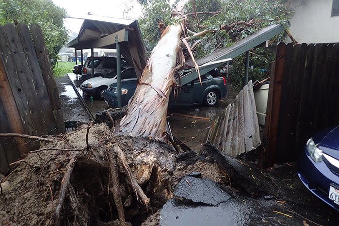 A large eucalyptus tree toppled onto carport damaging vehicles in Goleta, California. Source: AP