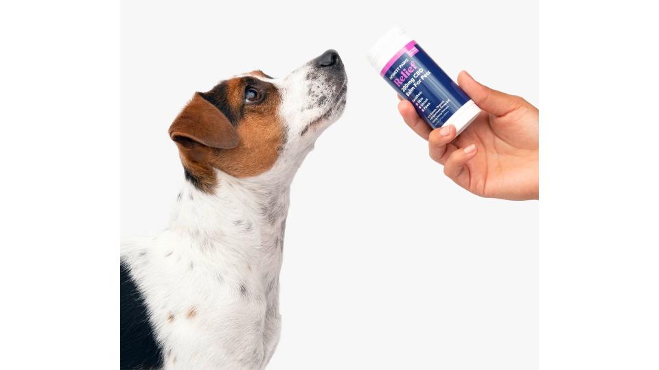 Best CBD Products For Pets