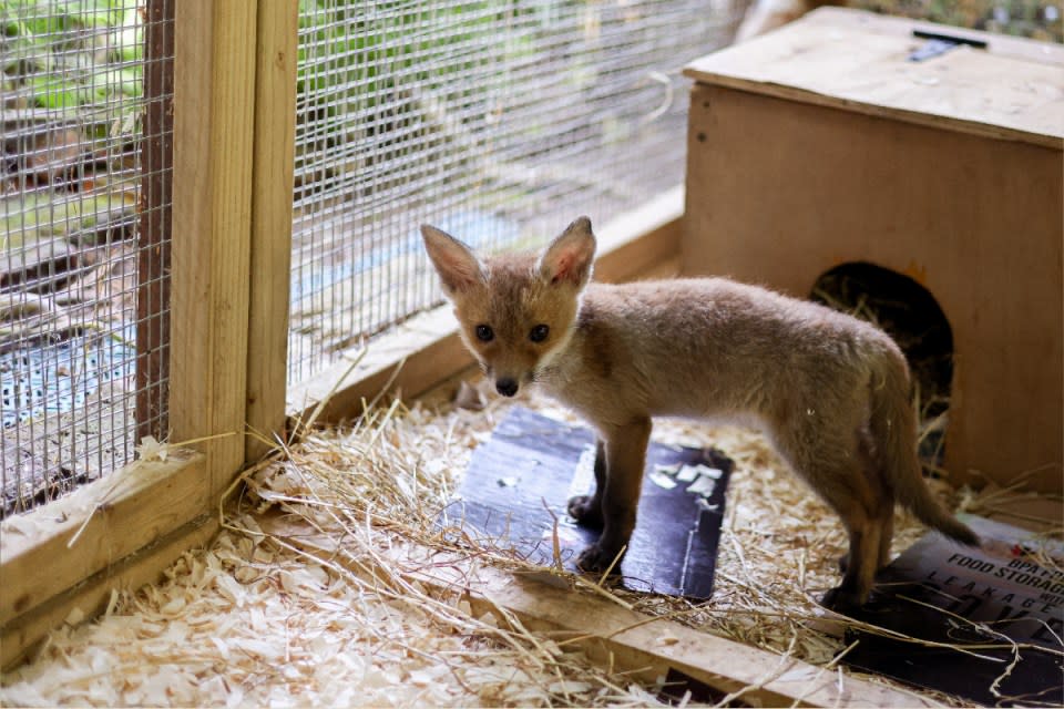 One of the urban foxes rescued by The Fox Project – this one is still just a cub